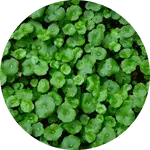 Brahmi - The Mountain Herbs