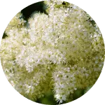 Vidharikhand - The Mountain Herbs