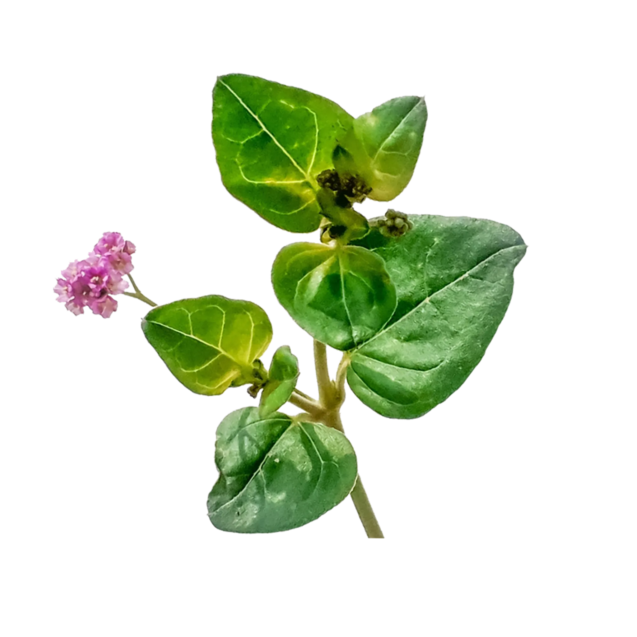 Boerhavia Diffusa - The Mountain Herbs