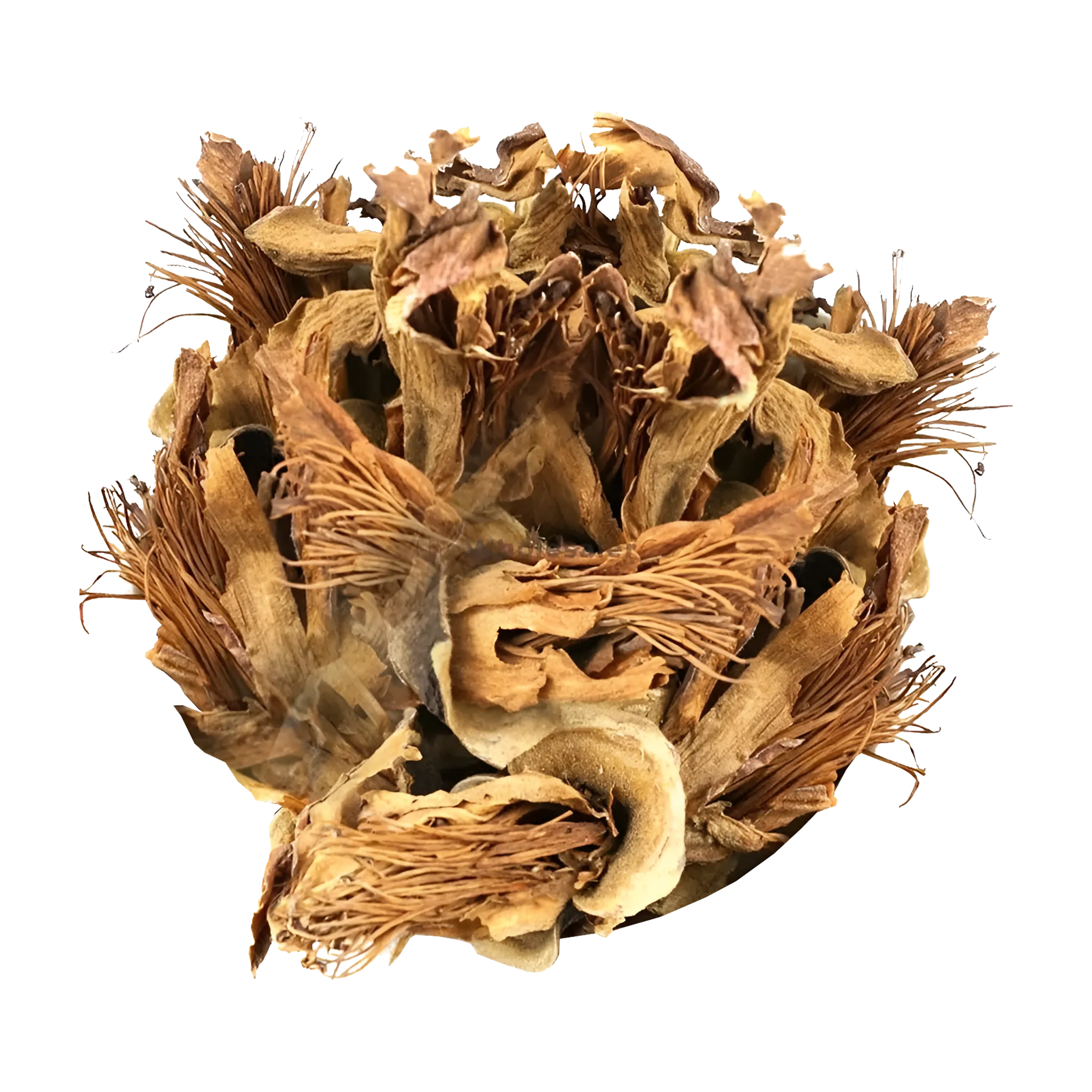 Bommbax Malabaricum - The Mountain Herbs