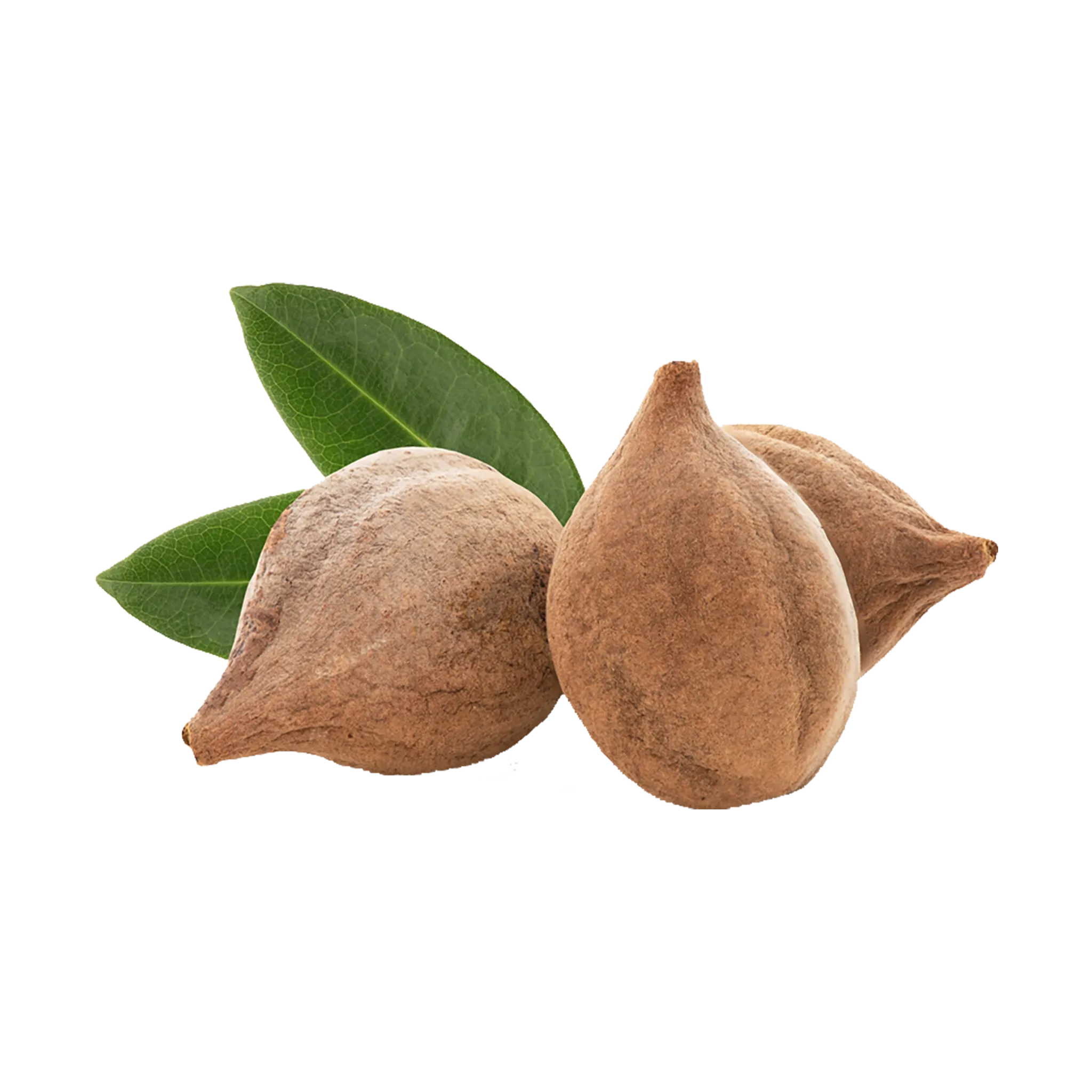Terminalia Bellirica - The Mountain Herbs