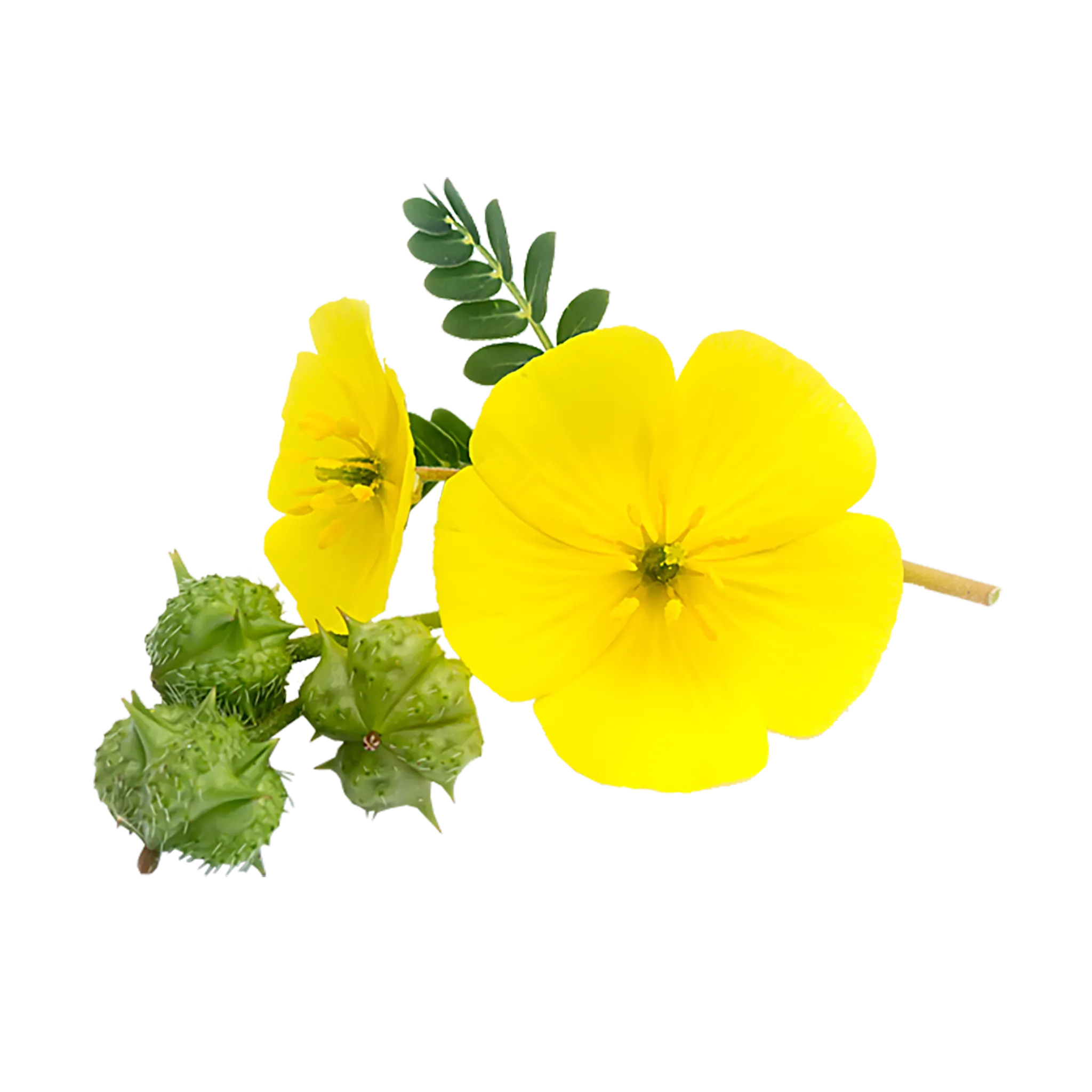 Tribulus Terrestris - The Mountain Herbs