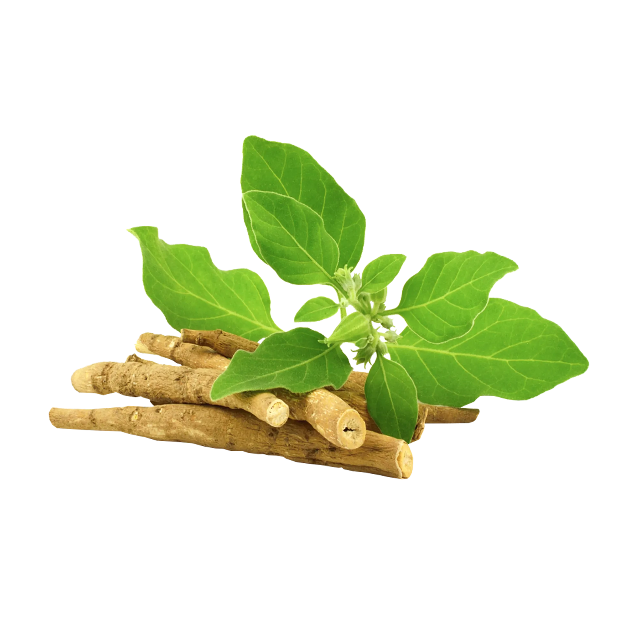 Withania Somnifera - The Mountain Herbs